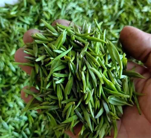 中国十大名茶之一河南信阳毛尖简单介绍
