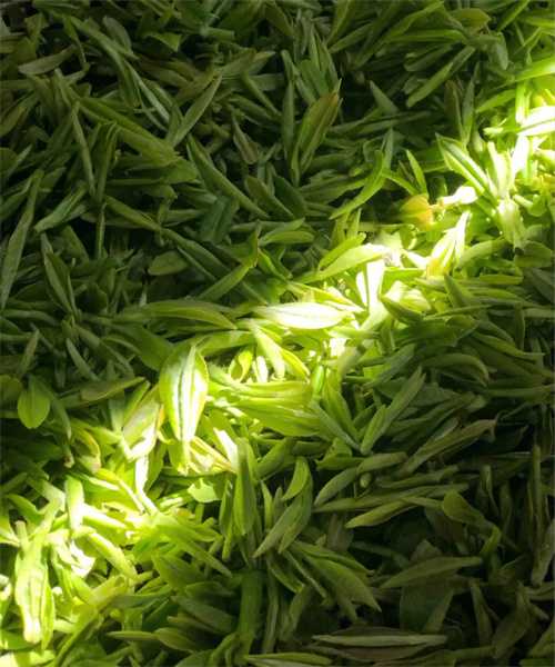 中国十大名茶之一河南信阳毛尖简单介绍